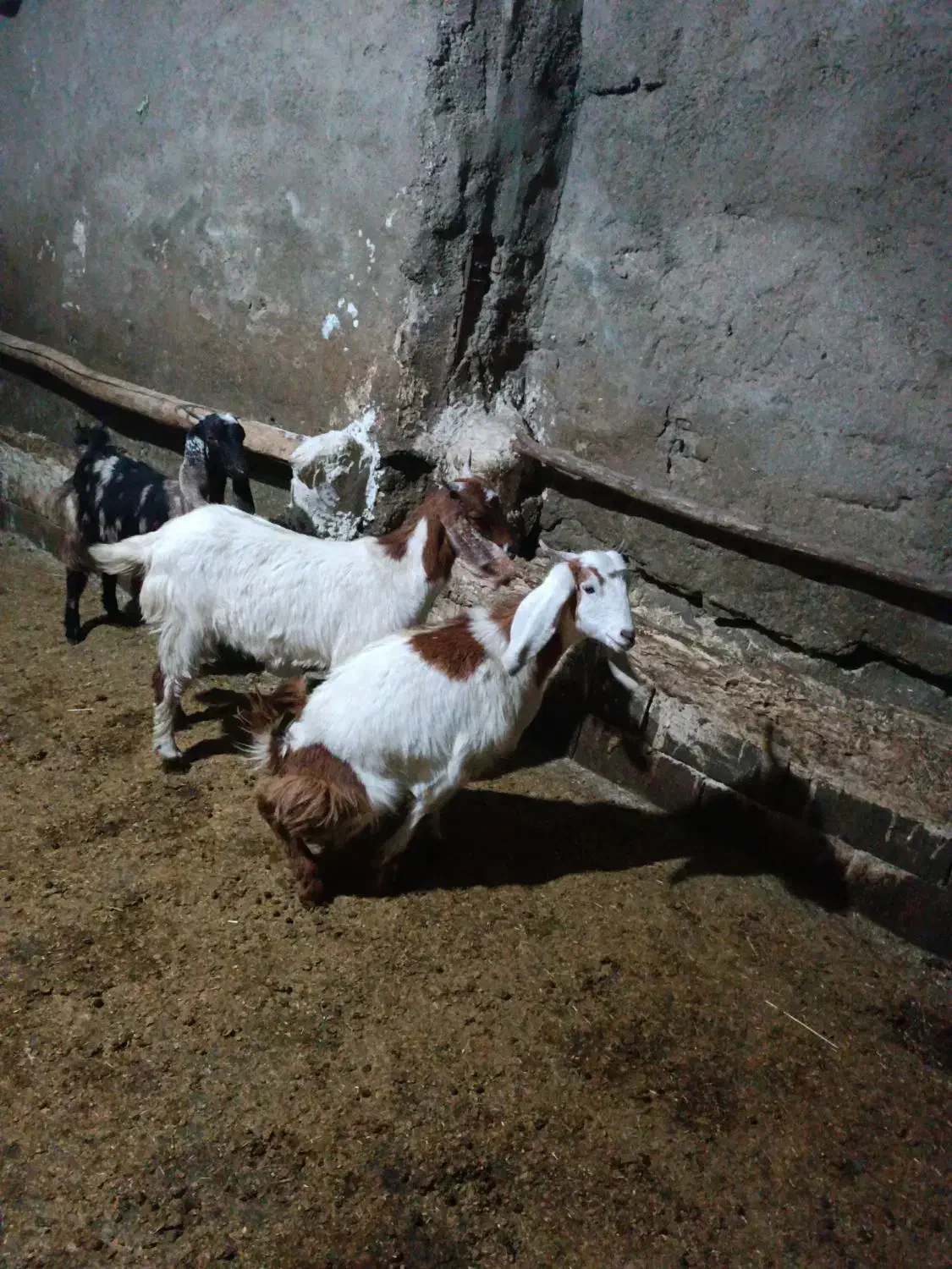 سه راس بزغاله ماده|حیوانات مزرعه|شیروان (لرستان), |دیوار