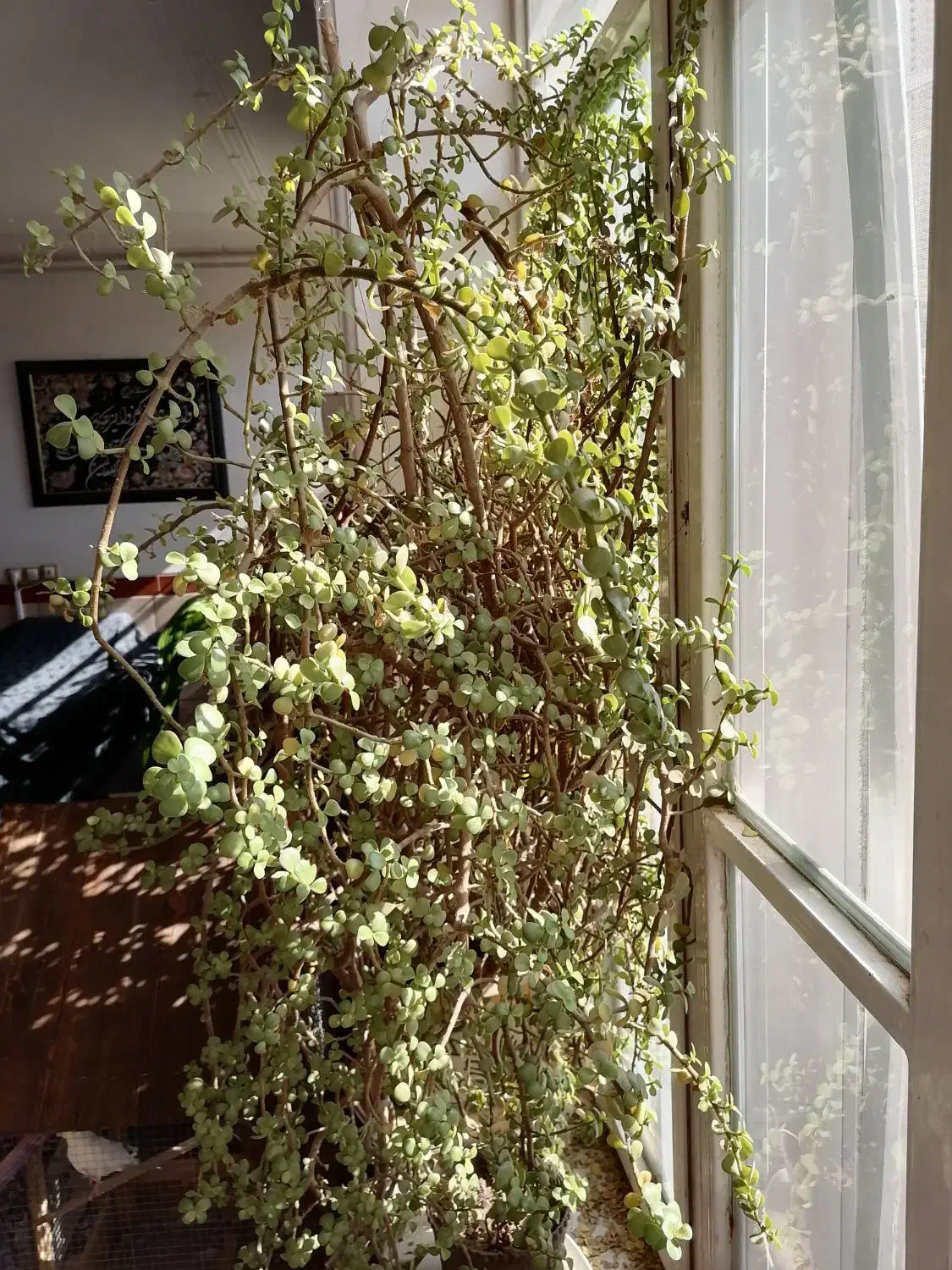 گلدان بسیار بزرگ فروشی|گل و گیاه طبیعی|کرمان, |دیوار