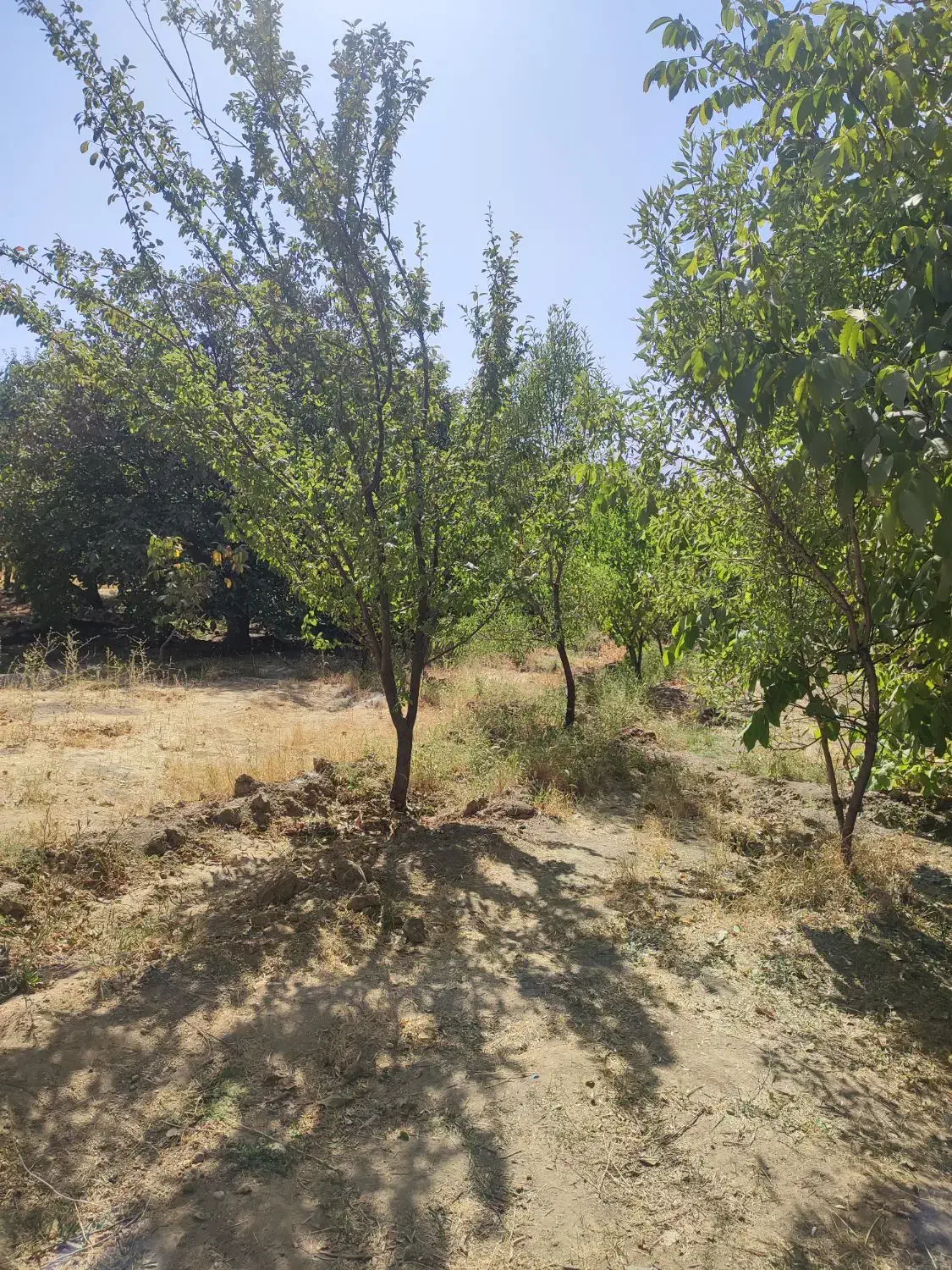 باغ بسیار زیبا 55کیلومتری ساوه به همدان|فروش زمین و ملک کلنگی|نوبران, |دیوار