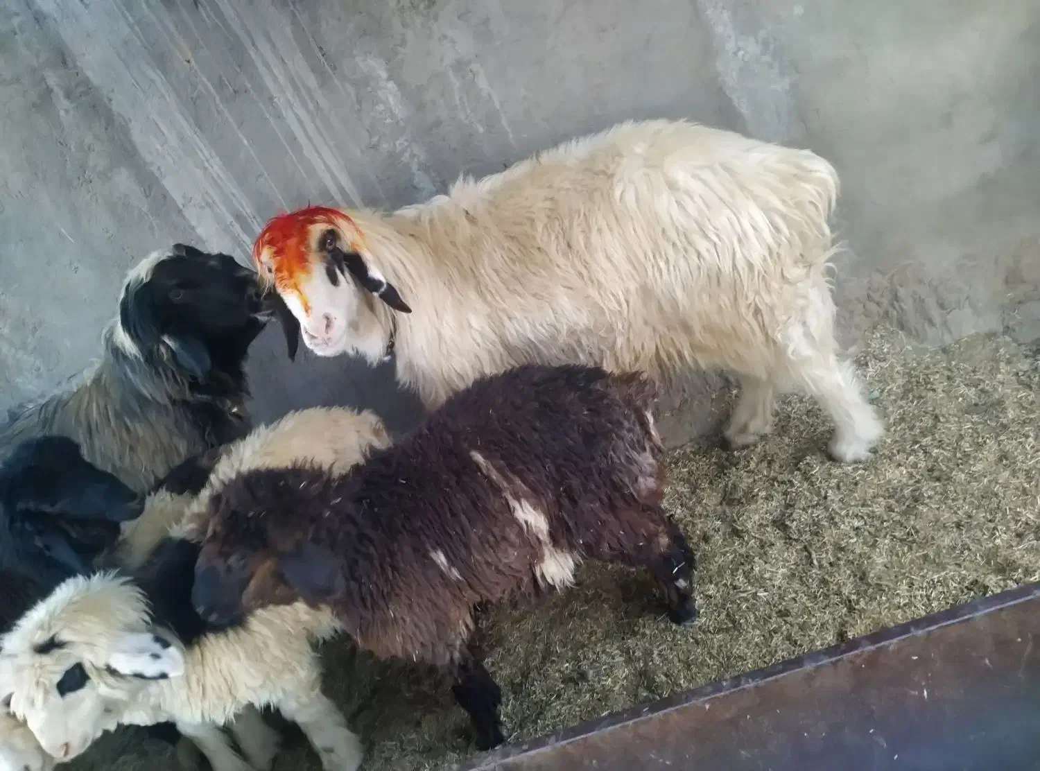 حواله جو|خوردنی و آشامیدنی|زاغه, |دیوار