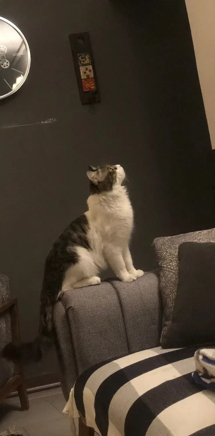 واگذاری نر عقیم شده|گربه|پردیس, فاز ۵|دیوار