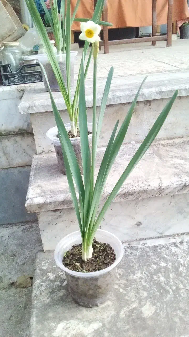 گل نرگس|گل و گیاه طبیعی|گنبد کاووس, |دیوار