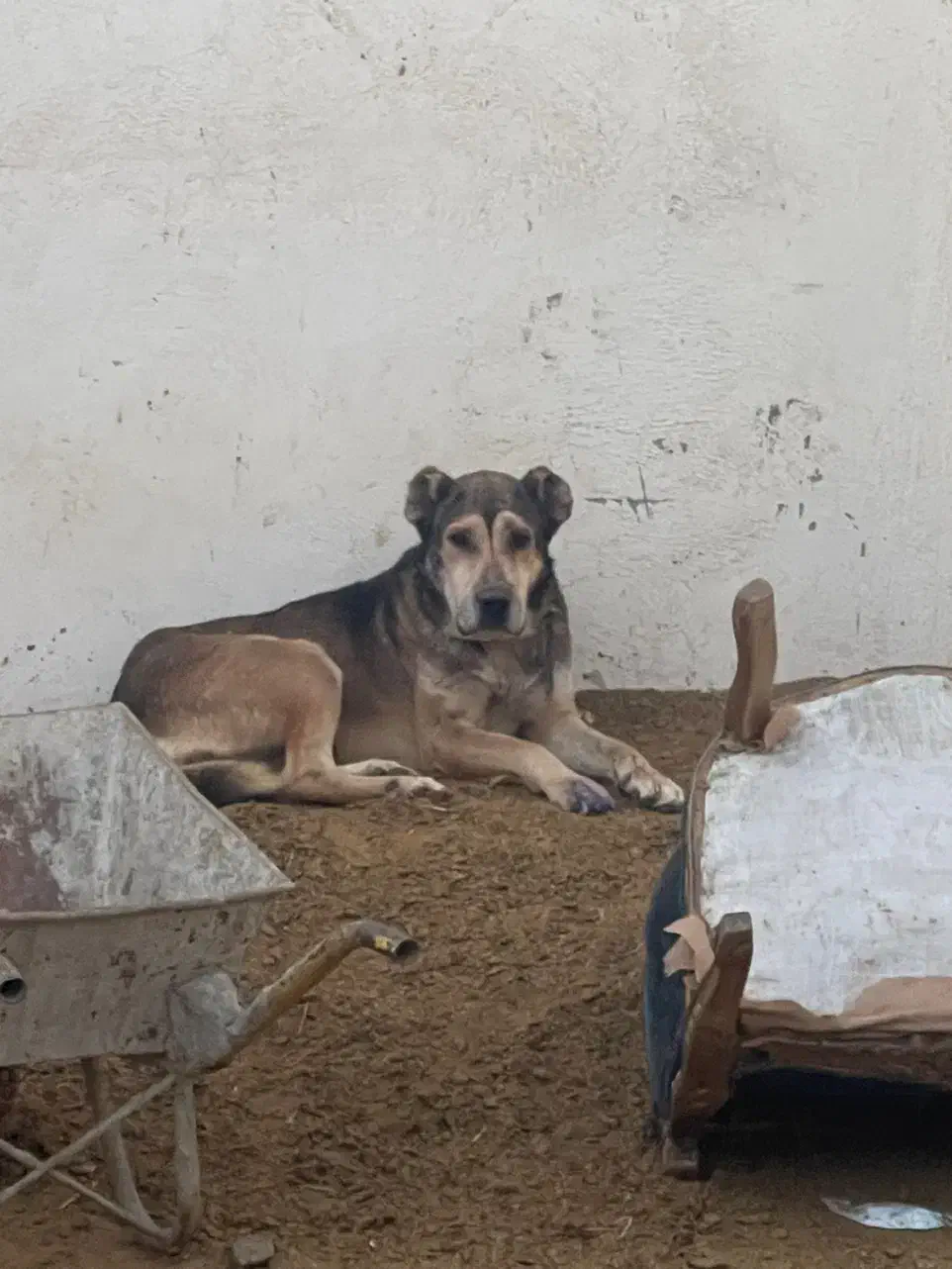 واگذاری سگ افغان|سگ|شهریار, بکه|دیوار