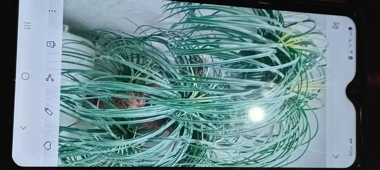 درخچهیسالمدرحدنو|گل مصنوعی|سهند, |دیوار