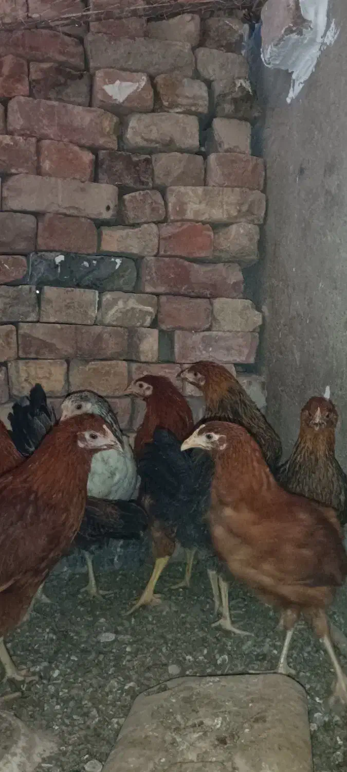مرغ گلپایگانی|حیوانات مزرعه|خاش, |دیوار