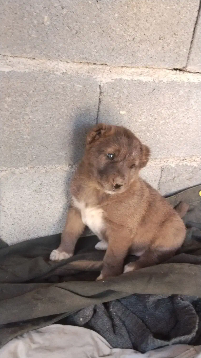 فروشی|سگ|زیرکوه, |دیوار