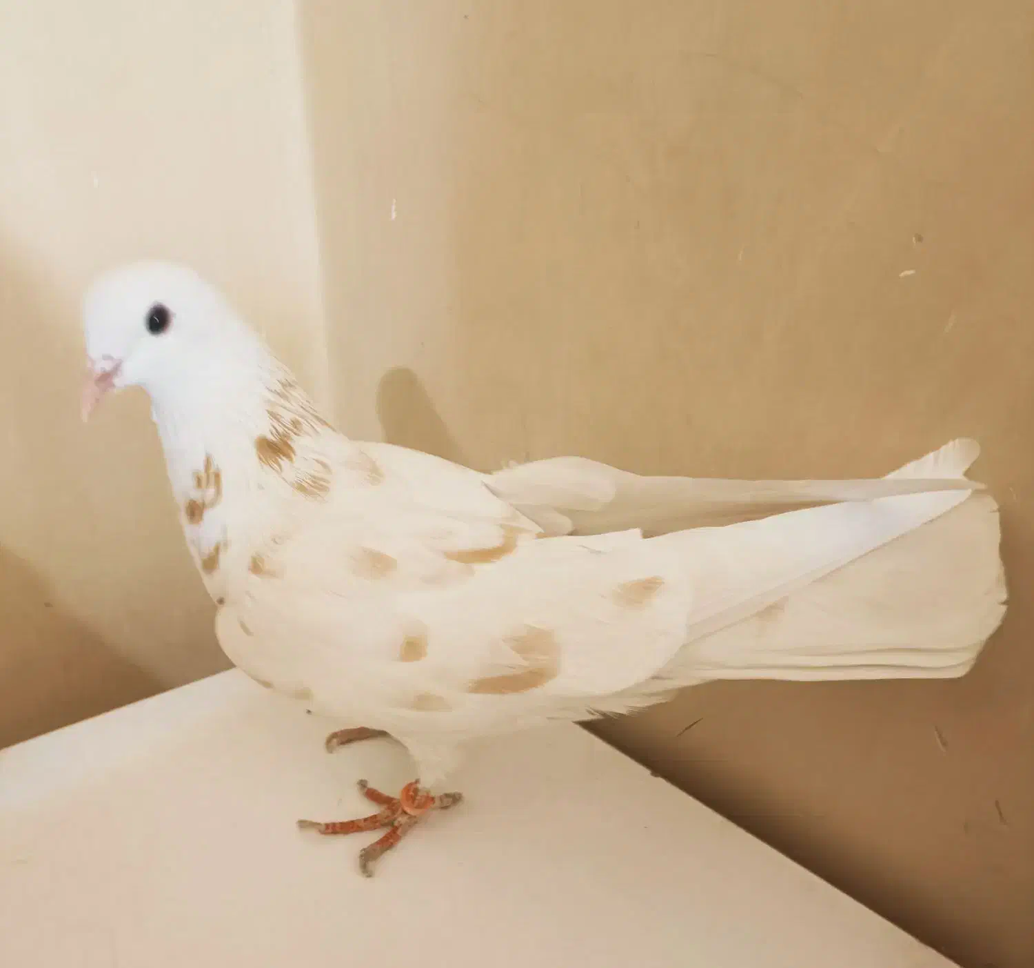 کفتر خال و پرش فوق سنگین تضمینی|پرنده|ری, منصوریه منگل|دیوار