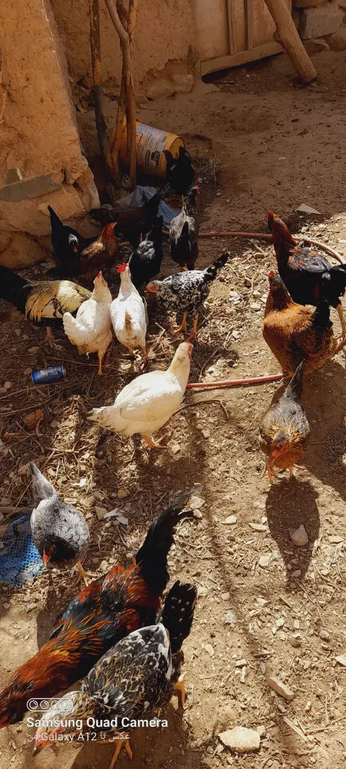 مرغ|حیوانات مزرعه|درمیان, |دیوار