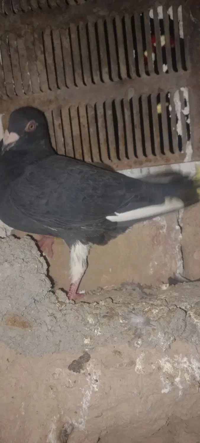 کبوتر معاوضه با ماده|پرنده|درمیان, |دیوار