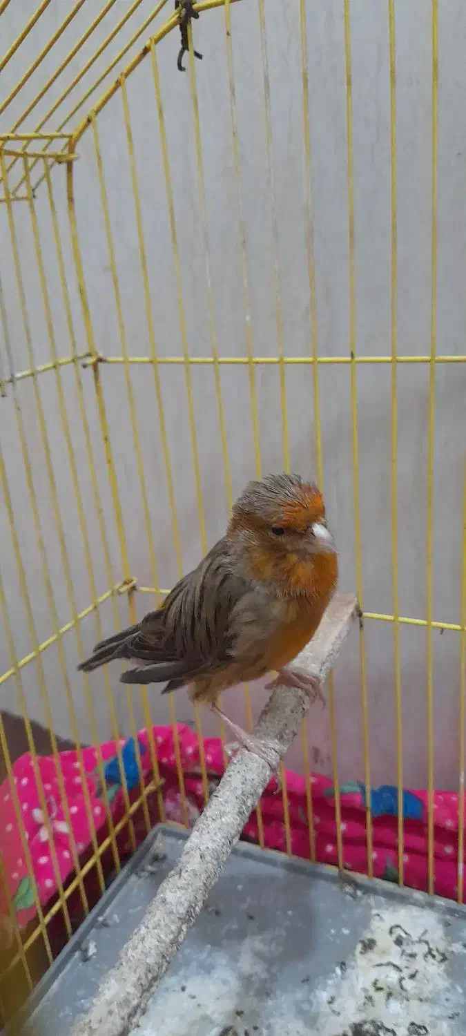 قناری ماده اماده|پرنده|کارون, |دیوار