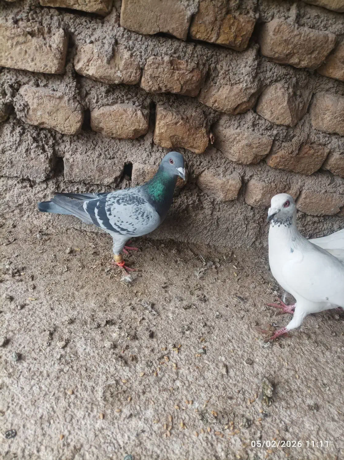 کبوتر پرشی|پرنده|فیروزه, |دیوار