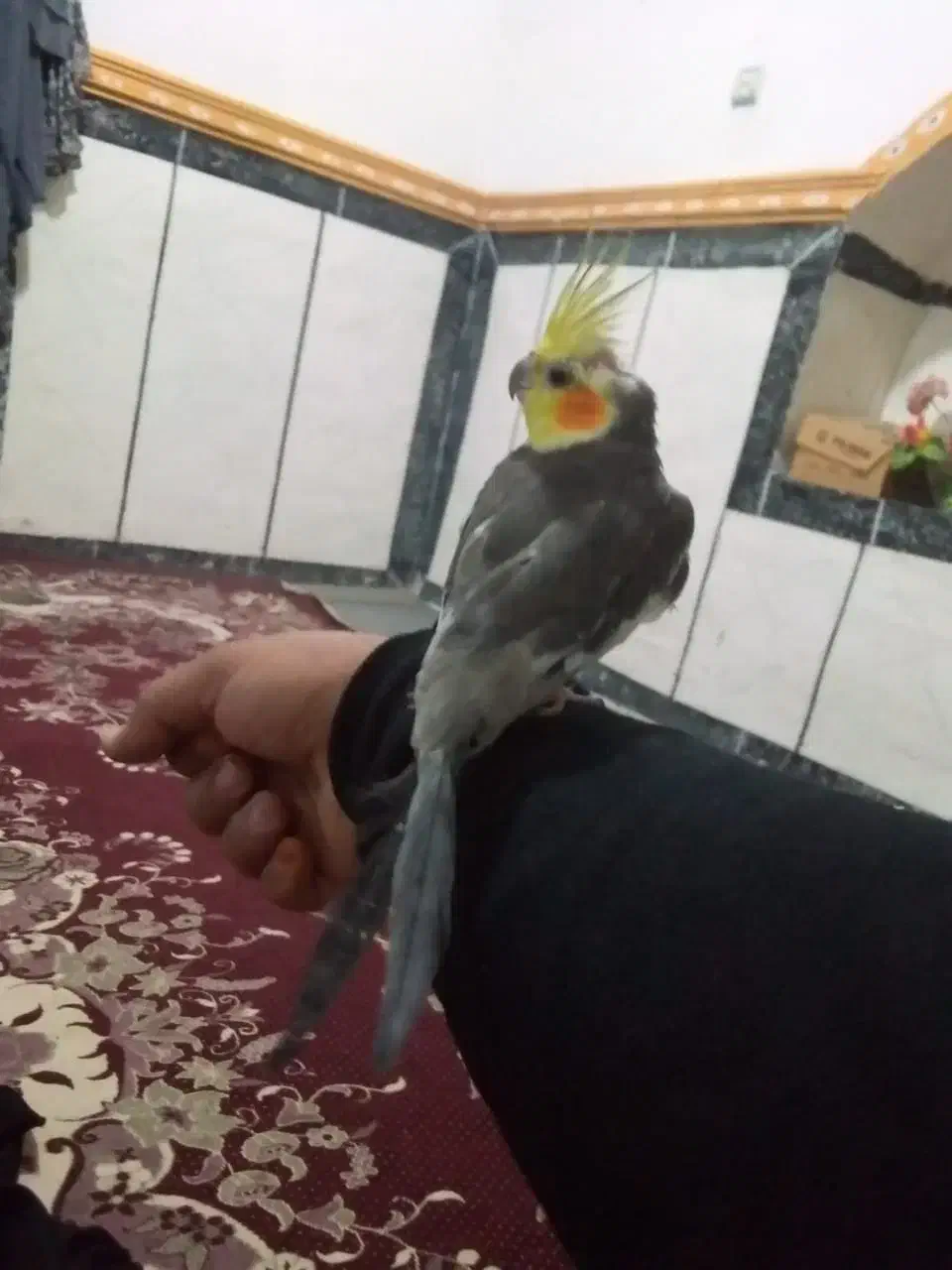 جوجه عروس هلندی|پرنده|سراوان, |دیوار