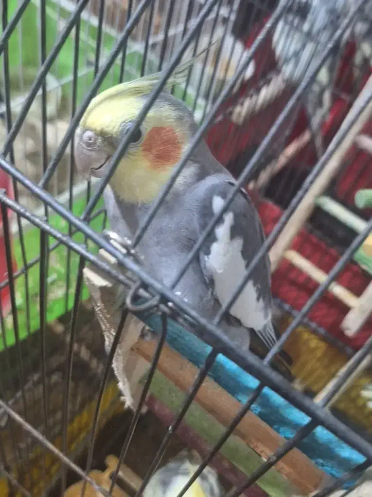 سگ ماده 1سال ونیم|سگ|یزد, |دیوار