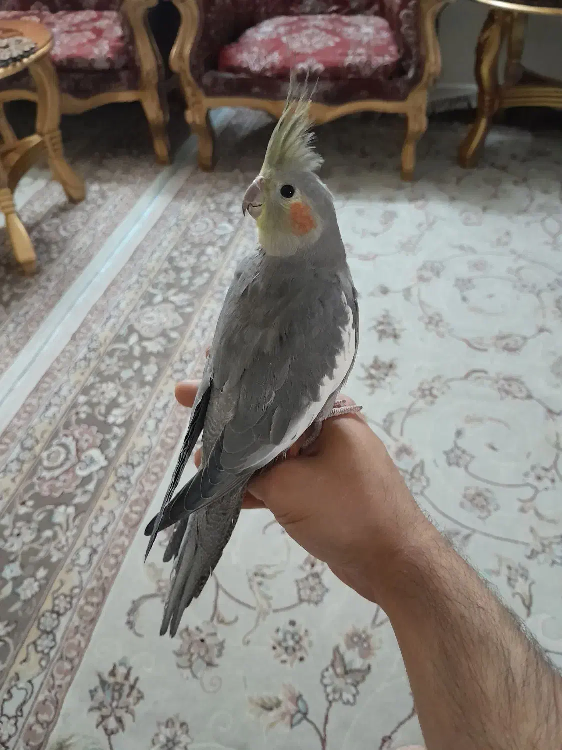 جفت عروس هلندی رام|پرنده|کرمانشاه, |دیوار