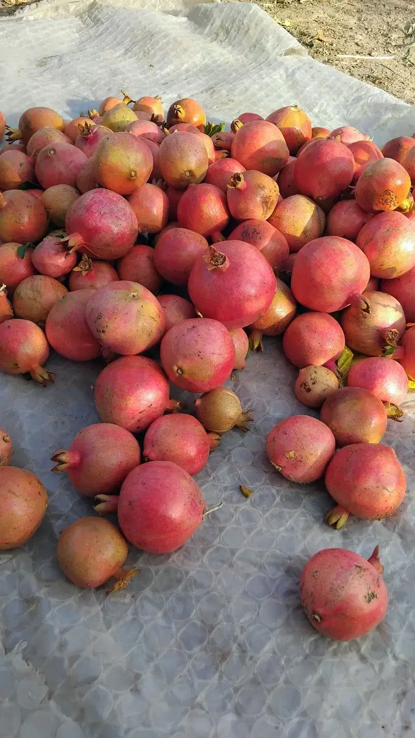 انار|خوردنی و آشامیدنی|کوهنانی, |دیوار