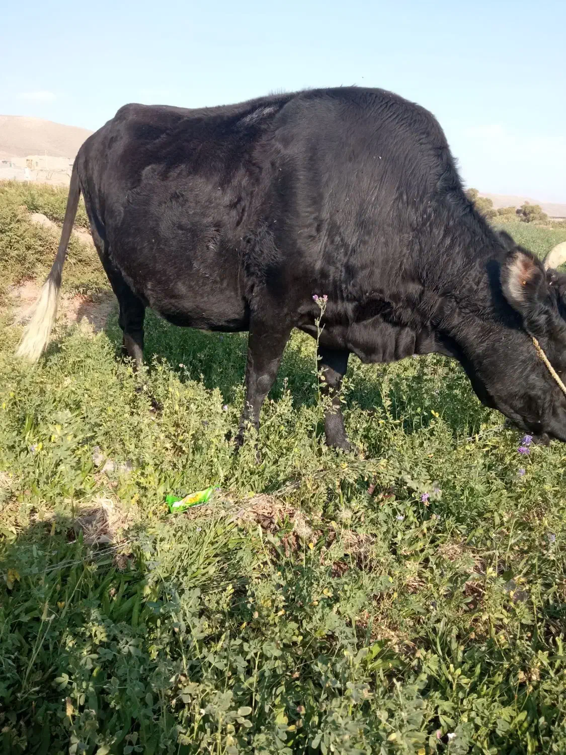 گاو چاق|حیوانات مزرعه|راین, |دیوار