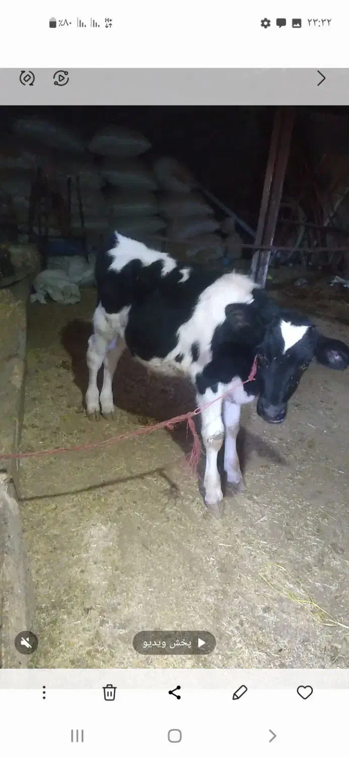 اصل هلشتاین.سیمینتال ماده|حیوانات مزرعه|زرین دشت (همدان), |دیوار