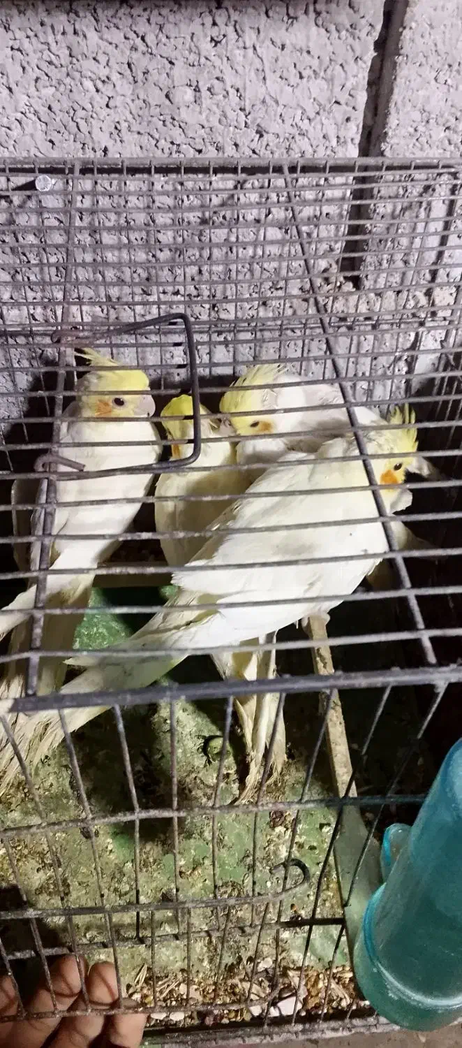 عروس هلندی،سرلاکی،دونخور،بالغ و جفت،اب پخش|پرنده|آبپخش, |دیوار