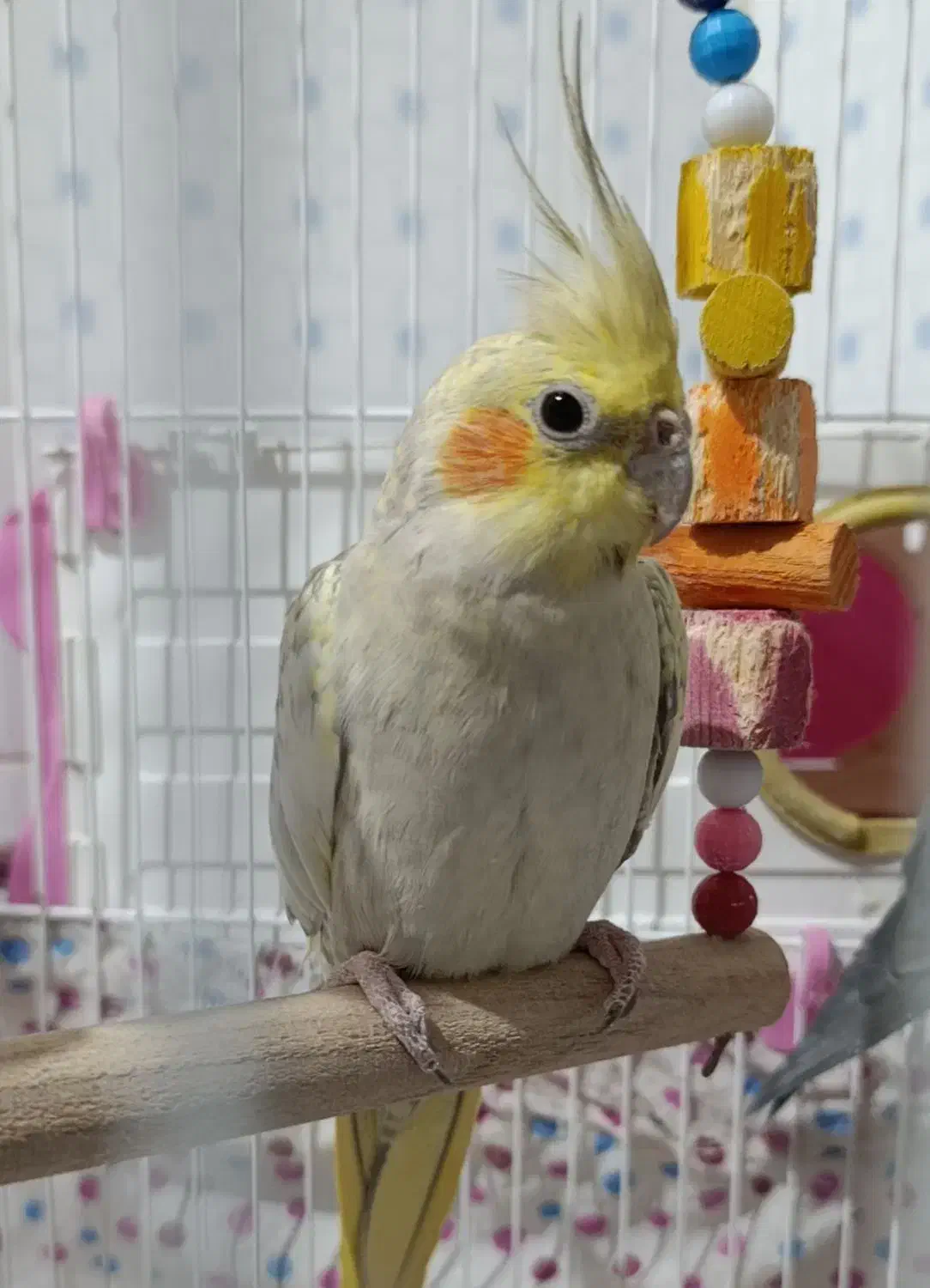 فروش دو عدد عروس هلندی|پرنده|مهدی شهر, |دیوار