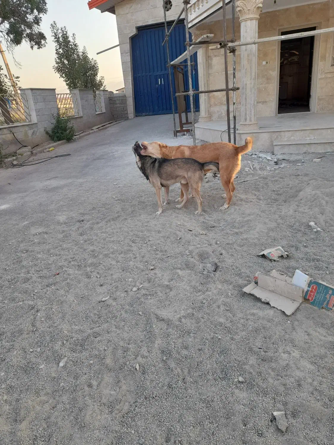 سگ نگهبان گم شده.|حیوانات|نظرآباد, نجم آباد|دیوار