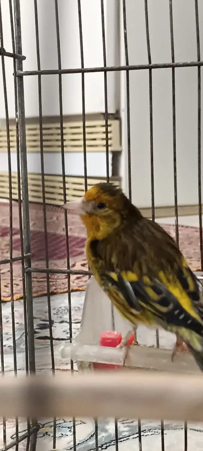 سهره قناری نر شیرین خان|پرنده|همدان, |دیوار