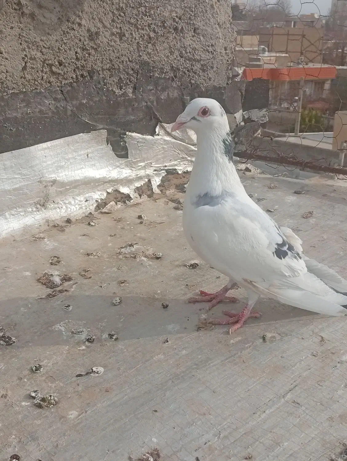 کبوتر  فروشی غریب گیری قیمت مقطوع|پرنده|هشتگرد, شهرک راه آهن|دیوار