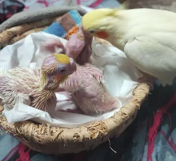 جوجه عروس لوتینو ۳عدد فوری|پرنده|مشهد, کوی المهدی|دیوار