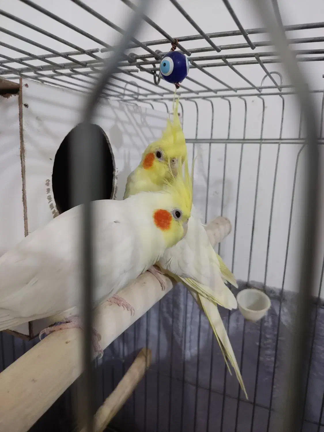 طوطی عروس مولد|پرنده|بوئین زهرا, |دیوار