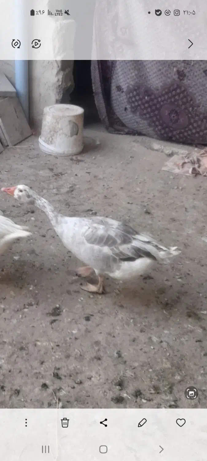 غاز نر|حیوانات مزرعه|اسدآباد, |دیوار