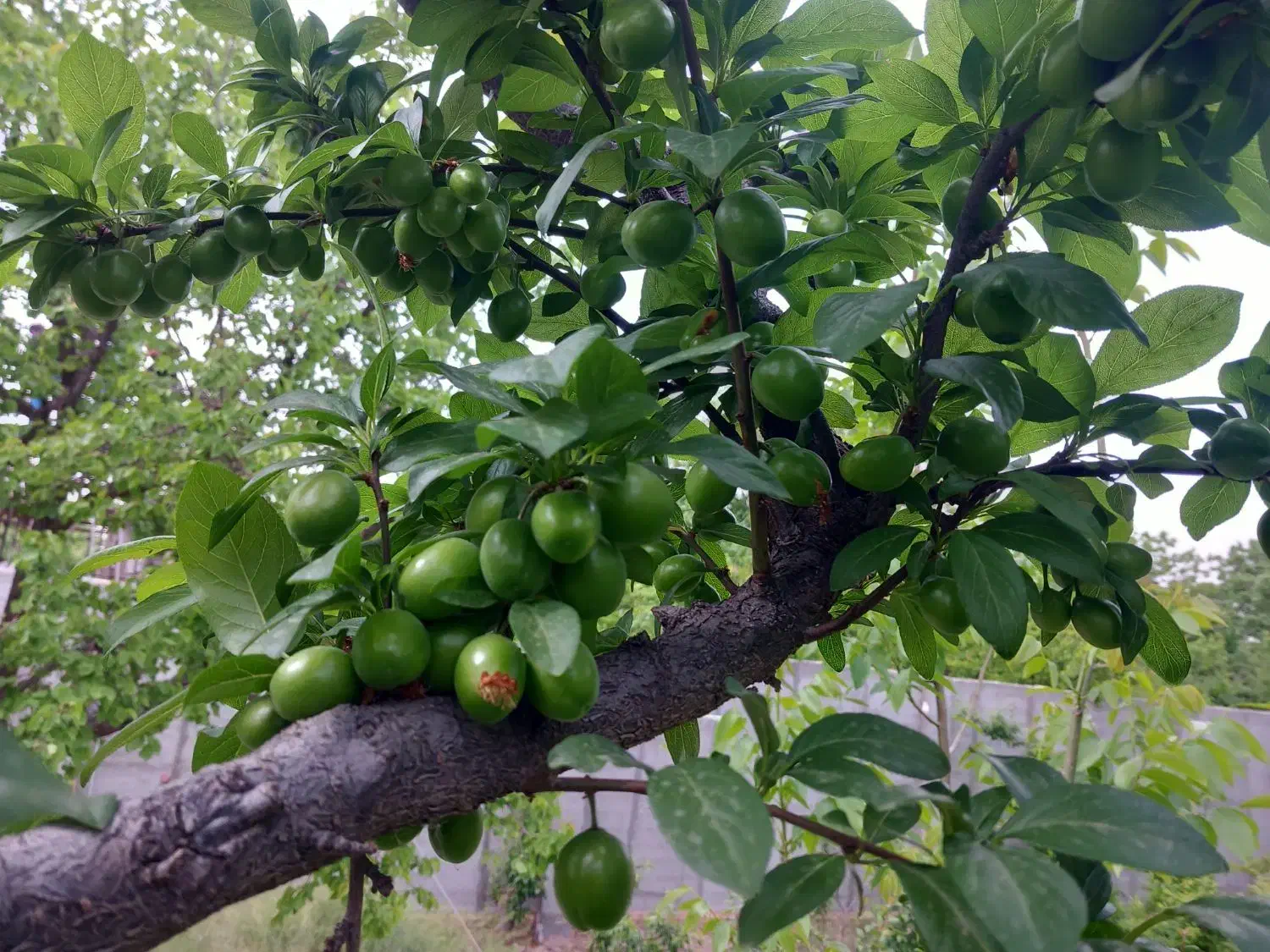 هرس کاری|خدمات باغبانی و درختکاری|شهریار, دهشاد بالا|دیوار