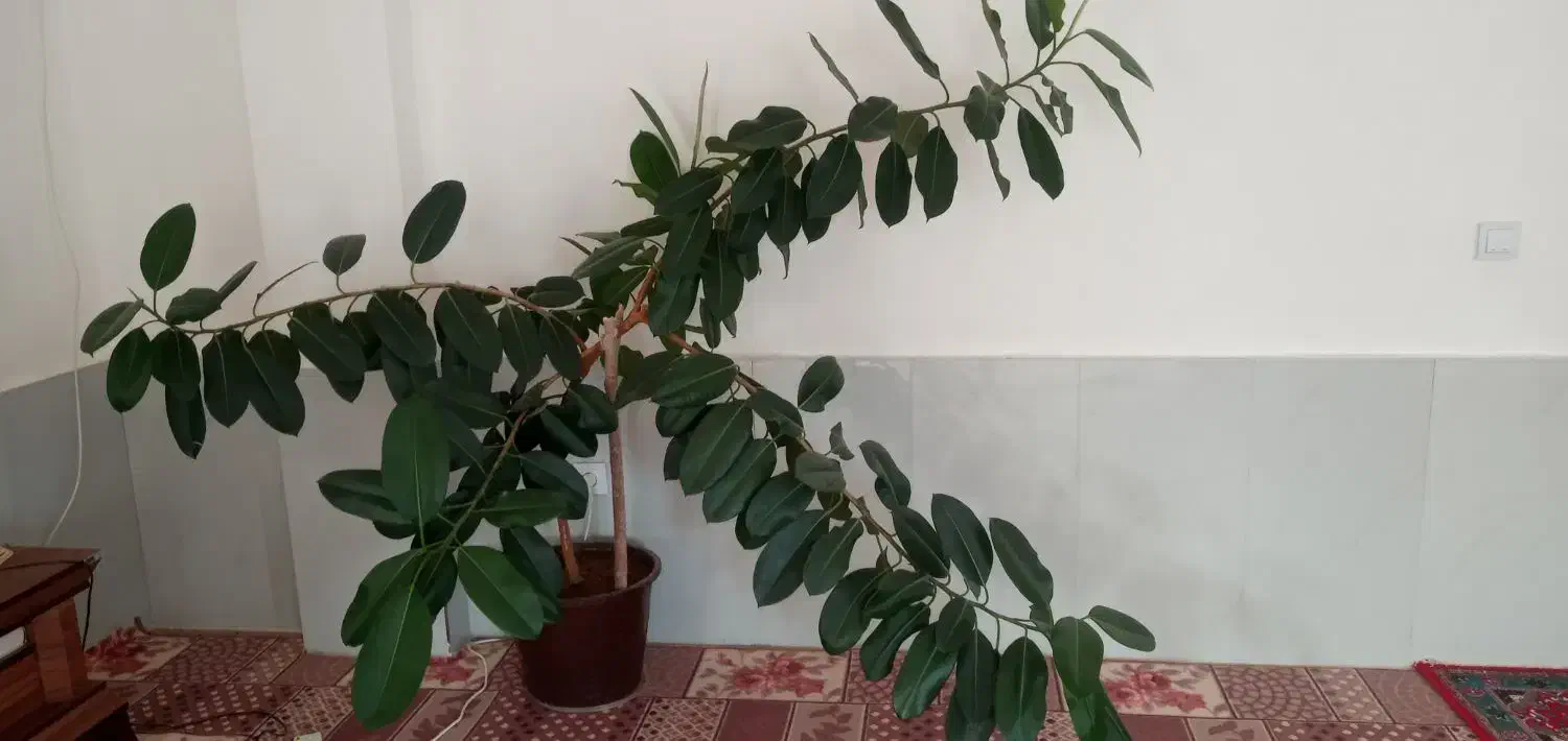 گل فیکوس|گل و گیاه طبیعی|گرمخان, |دیوار