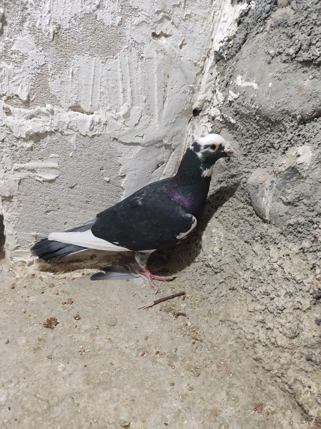 کفتر|پرنده|طرقبه, |دیوار