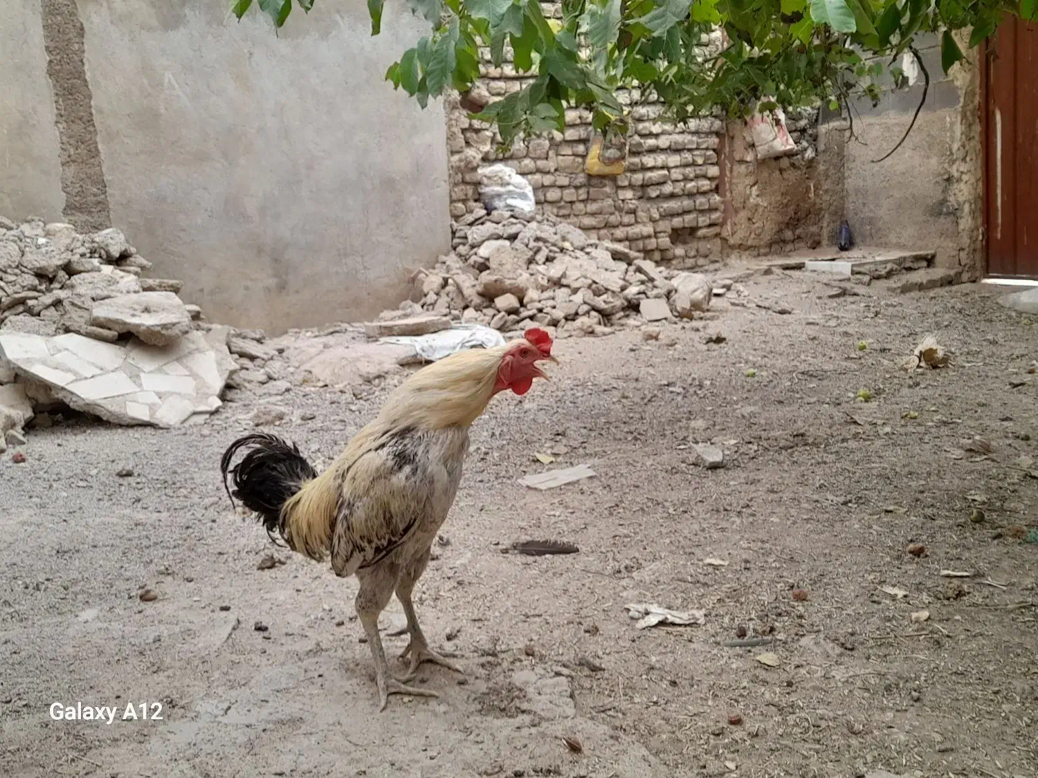 خروس رسمی محلی|حیوانات مزرعه|فشم, |دیوار