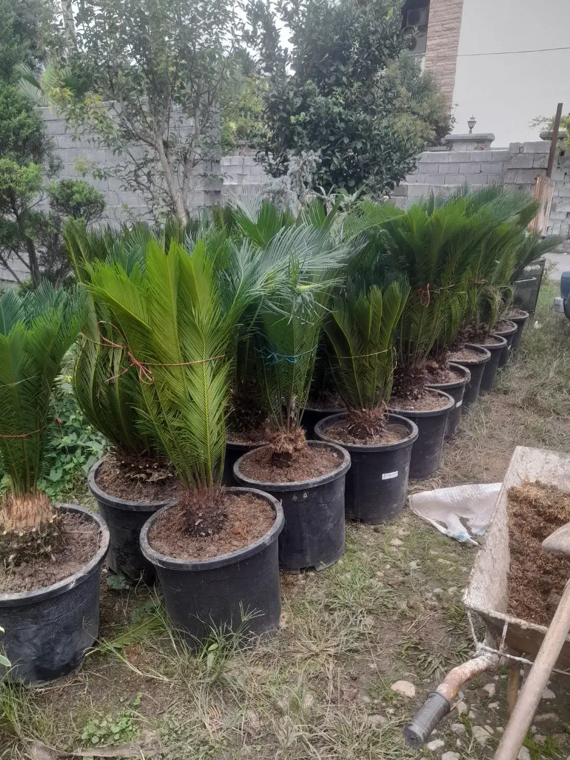 سیکاس گلدان ۶۰|گل و گیاه طبیعی|نوشهر, |دیوار