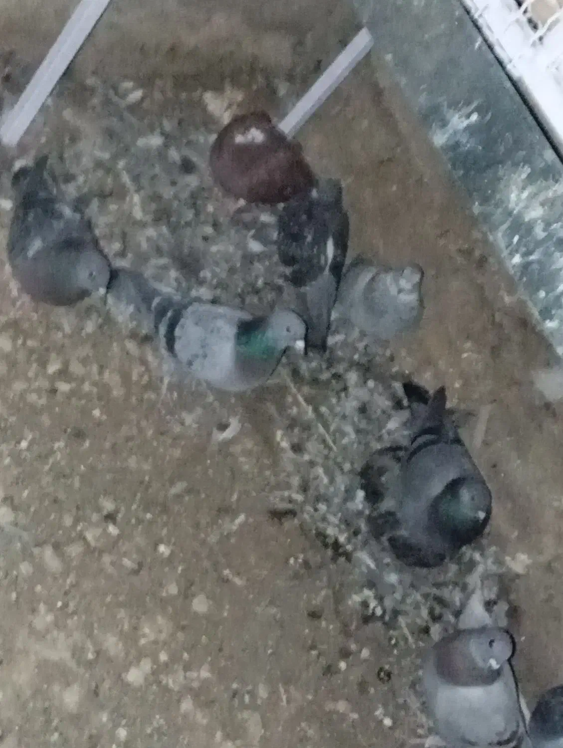 کبوتر پلاکی 40عدد|پرنده|سپیدان, |دیوار