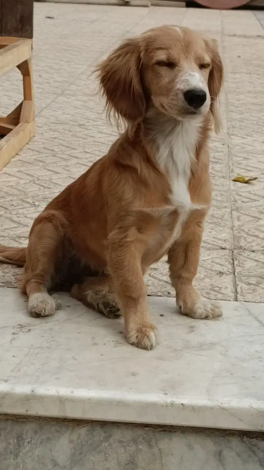 فروش سگ گلدن اشپیتز|سگ|فردیس, شهرک ۱۱۰|دیوار