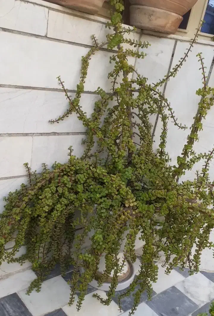 گل طبیعی حیاط و باغچه|گل و گیاه طبیعی|ورامین, ورامین|دیوار