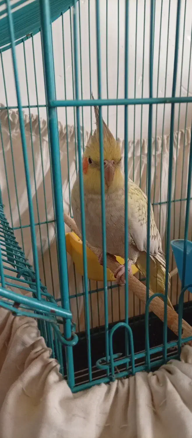 عروس هلندی ماده مولد۱۴۰۰|پرنده|کرمان, |دیوار