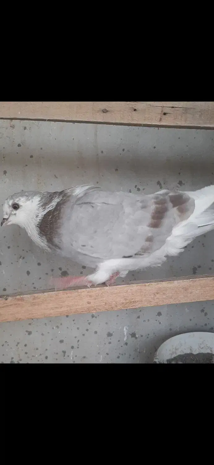 جوجه کبوتر و پرشی|پرنده|قم, زنبیل آباد|دیوار