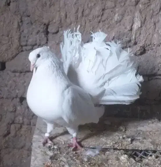 کبوتر|پرنده|بافت, |دیوار