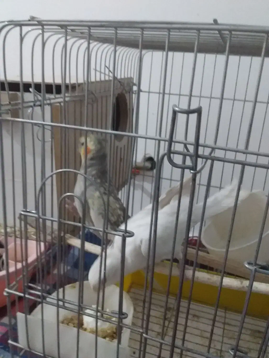 عروس هلندی|پرنده|نیر (اردبیل), |دیوار