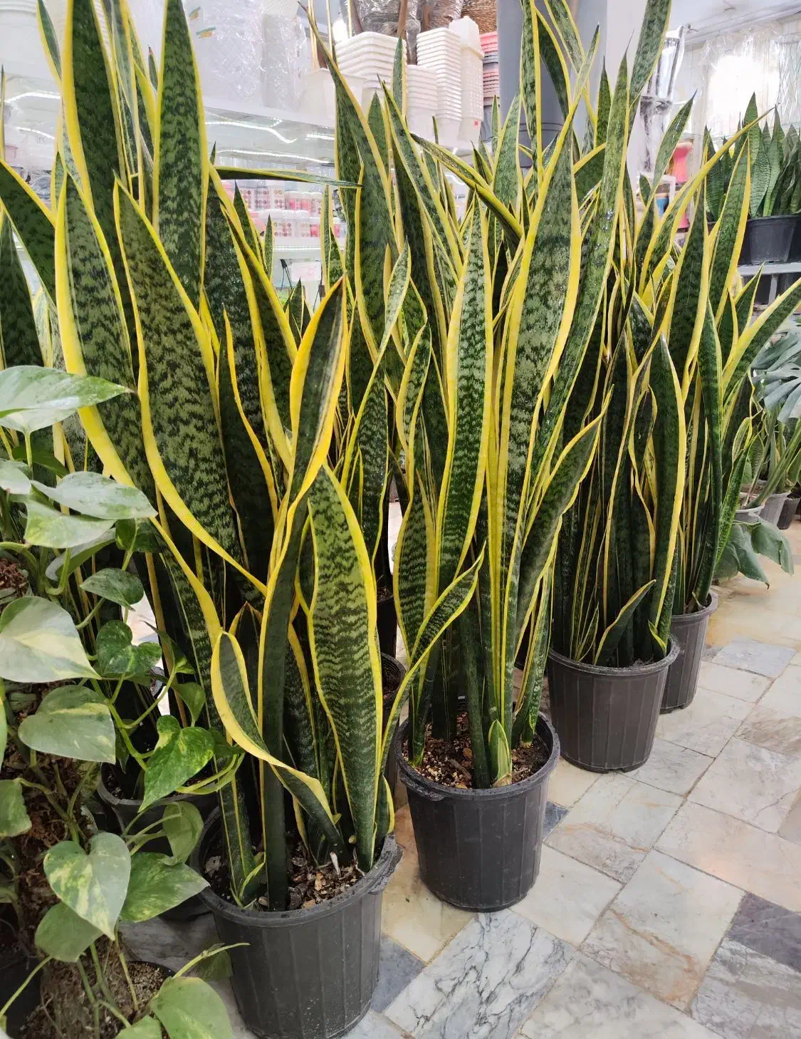 گلدان سانسوریا سایز بزرگ ابلق شامادورا پتوس شفلرا|گل و گیاه طبیعی|قم, ولیعصر|دیوار