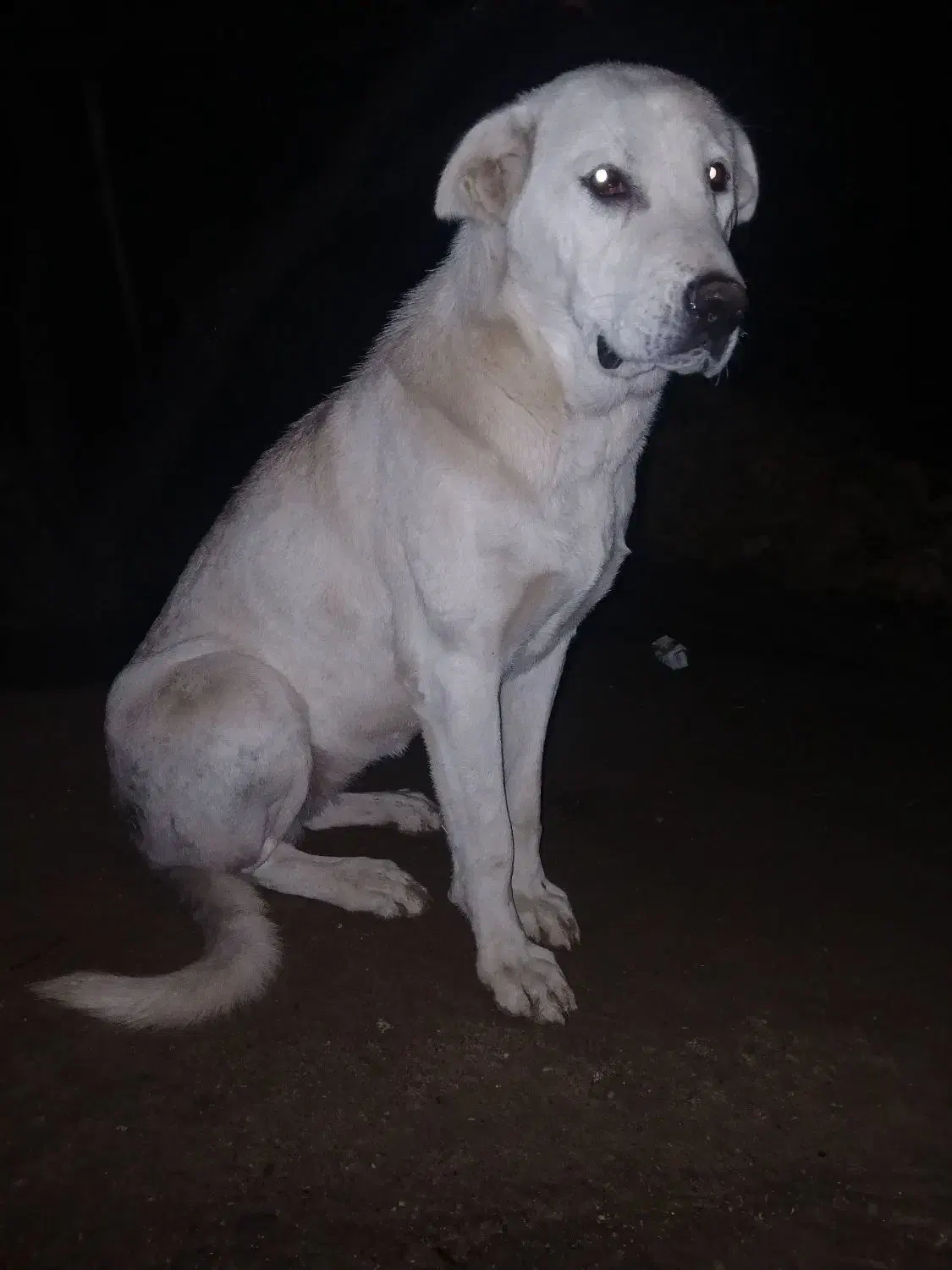 سگ ماده|سگ|قره پشتلو, |دیوار