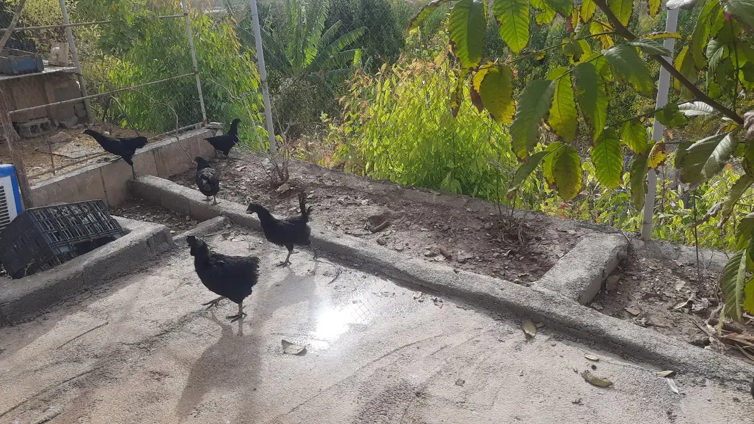 مرغ وخروس ایام سمانی|حیوانات مزرعه|سرپل ذهاب, |دیوار