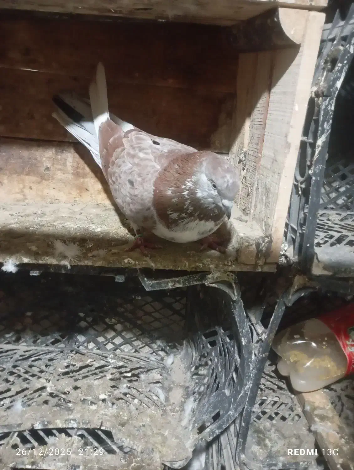 کبوتر|پرنده|شهریار, اسد‌آباد|دیوار