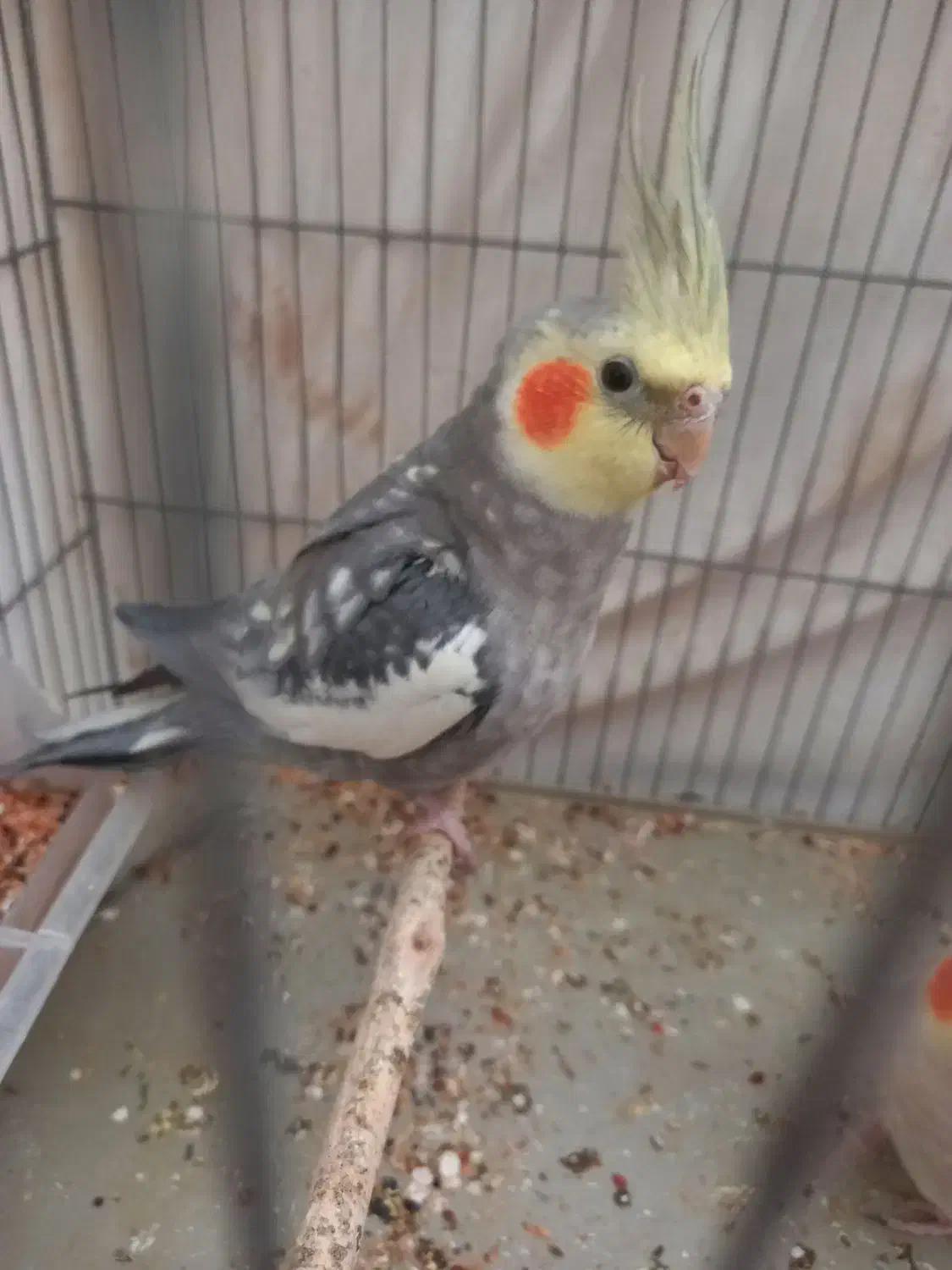 عروس هلندی|پرنده|ری, بی‌بی شهر بانو|دیوار