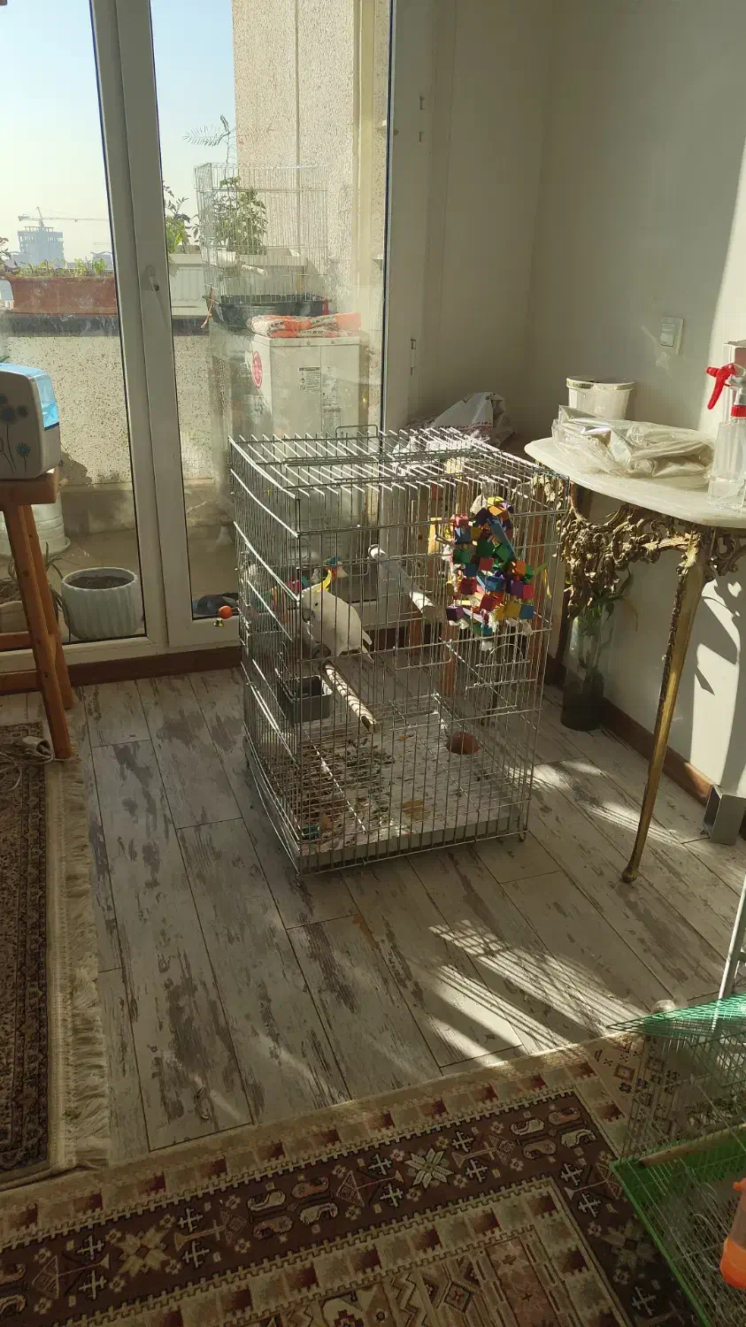 قفس آرا کاکادو کاسکو شاه طوطی|لوازم جانبی حیوانات|کن, |دیوار