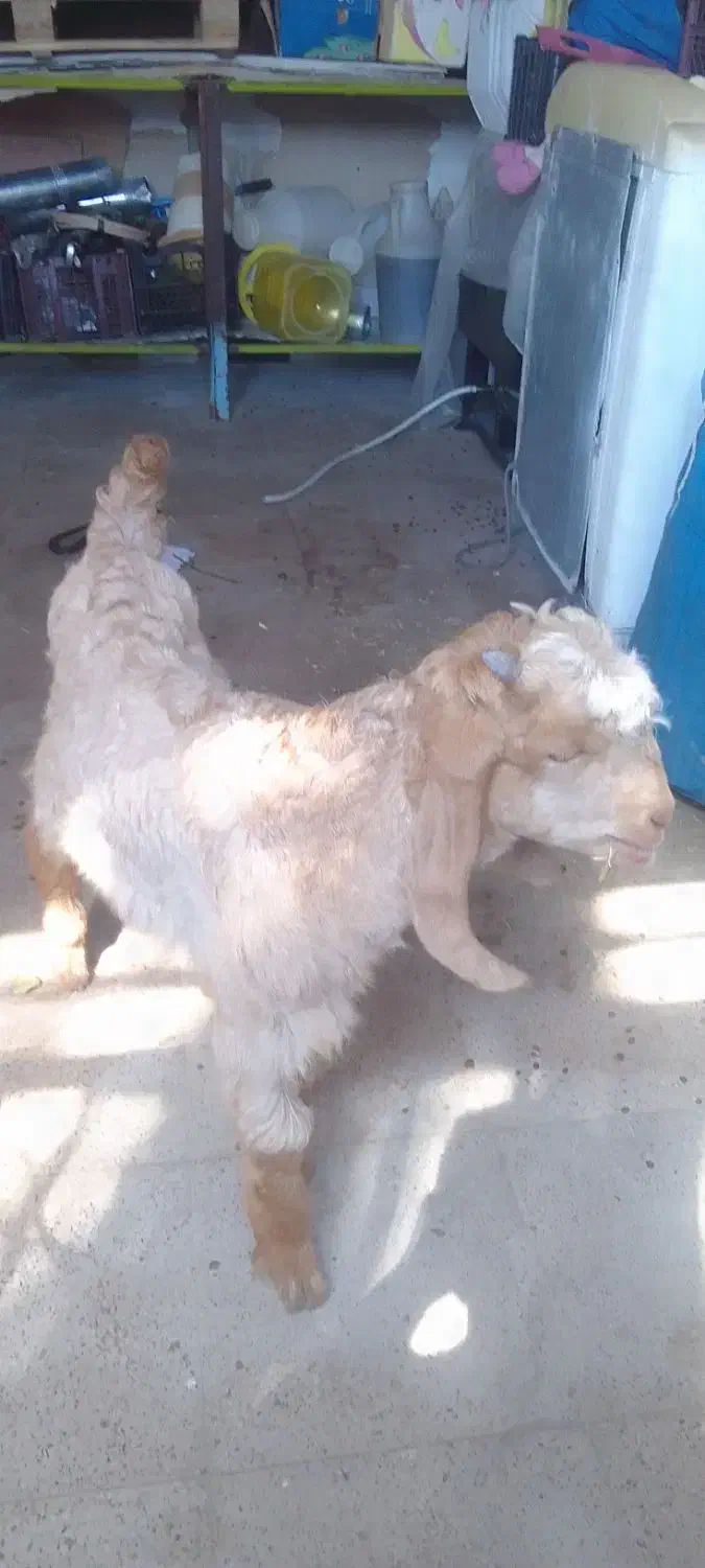 فروش یه عددکهره|حیوانات مزرعه|قیروکارزین, |دیوار