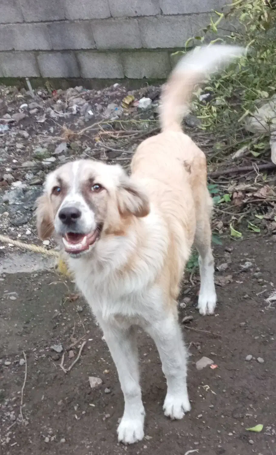 سگ نگهبان|سگ|رودسر, |دیوار