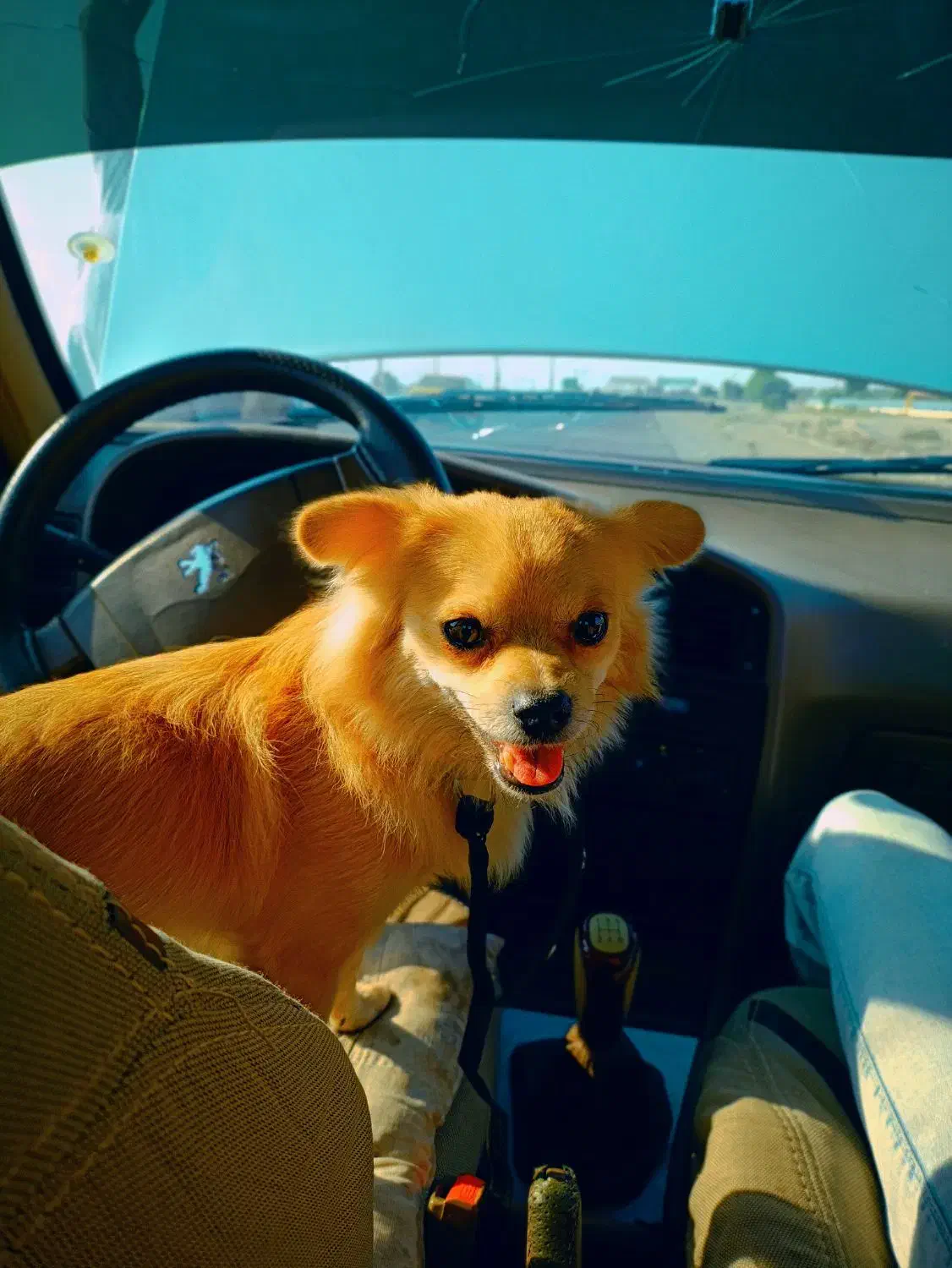 سگ پامر شیبابا|سگ|جیرفت, |دیوار